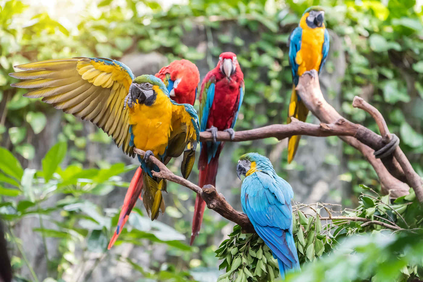 Rio de Janeiro, Iguassu Falls & Amazon River Cruise Vacation Package ...