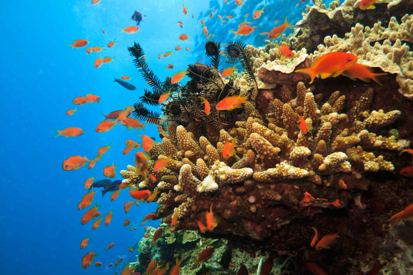 Great Barrier Reef