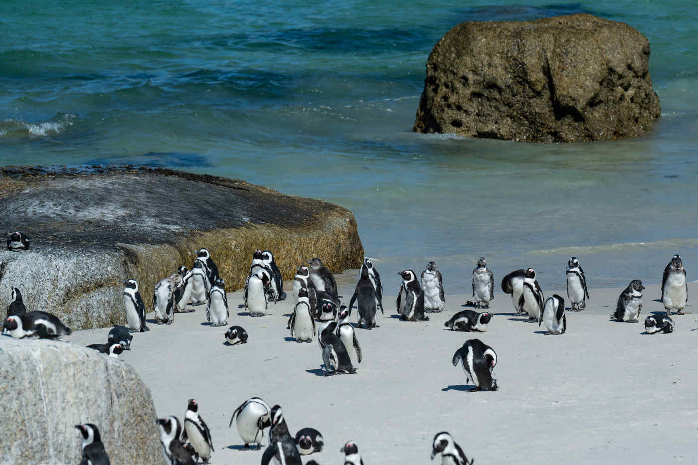 Penguins on Boulders Beach, Cape Town