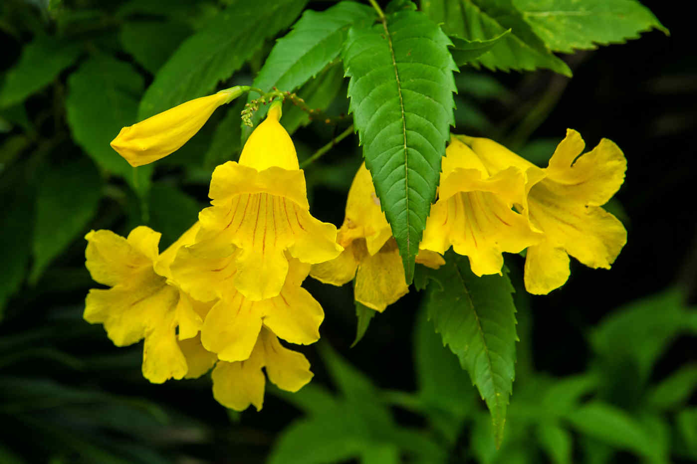 Yellow Elder flower