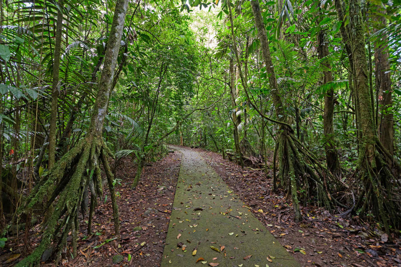 La Selva Biological Station