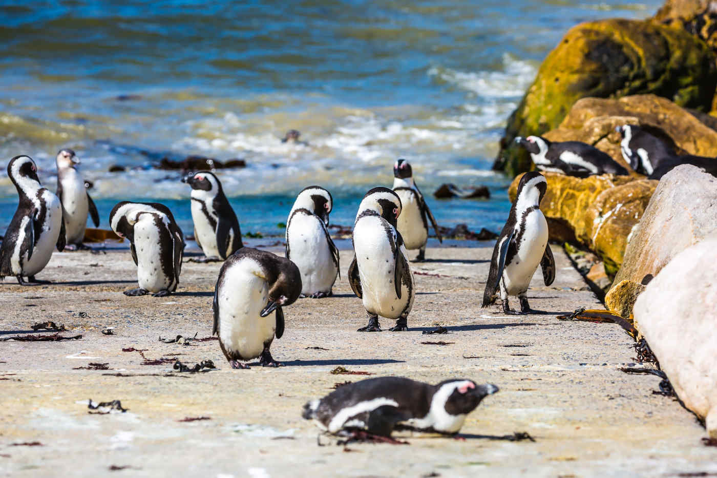 Boulders Beach penguins