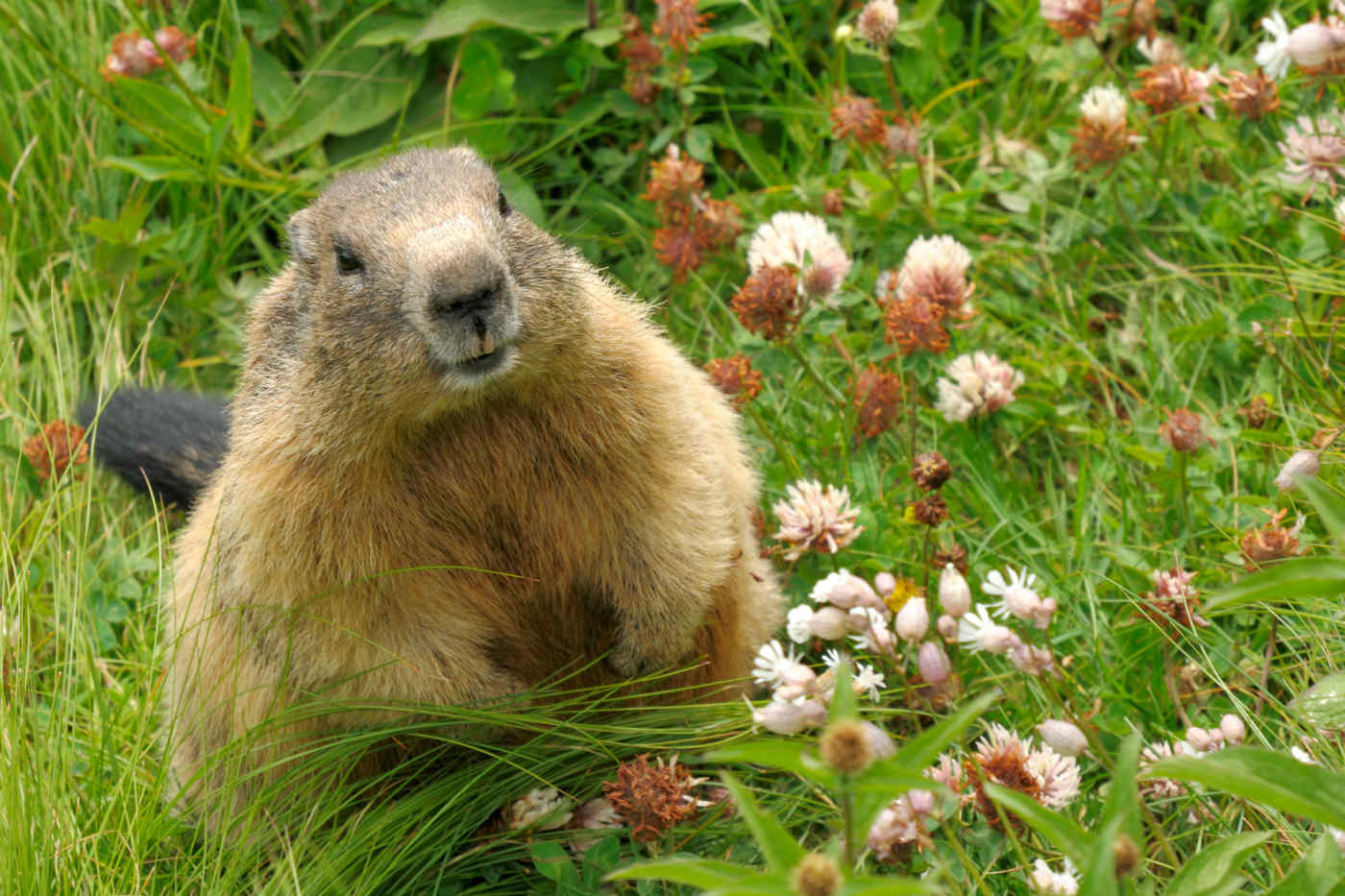 WeatherPredicting Animals That Make Groundhogs Proud