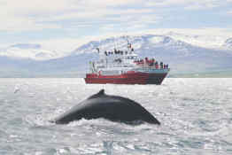 Whale watching in Akureyri