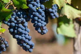 Malbec grapes