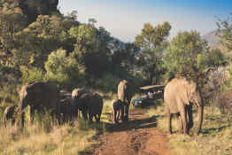 Game Drives - Kwa Maritane Bush Lodge