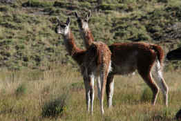 Guanaco Torres del Paine National Park