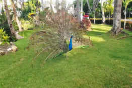 Peacock at Vista Sol Punta Cana Beach Resort & Spa