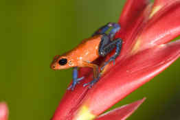 Sarapiqui frog