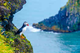 Icelandic Puffin