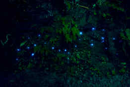 Waitomo Glowworm Caves