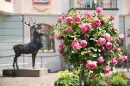 Rose Garden - Hotel Hirsch