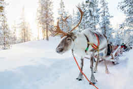 Reindeer in Rovaniemi, Finland