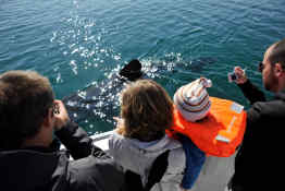 Whale Watching in Iceland