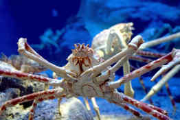 King Crab