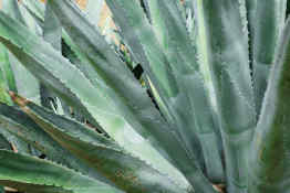 Agave plant