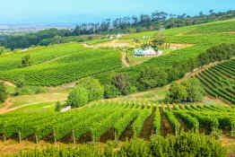 Cape Winelands