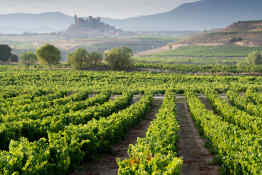 Vineyard in La Rioja, Spain