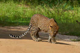 Leopard in Yala National Park