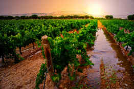 Vineyard in Ribera del Duero, Spain