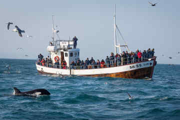 Whale Watching in Iceland