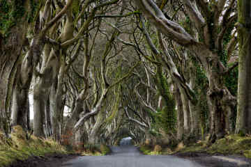 Explore the Kingsroad • Dark Hedges, Antrim