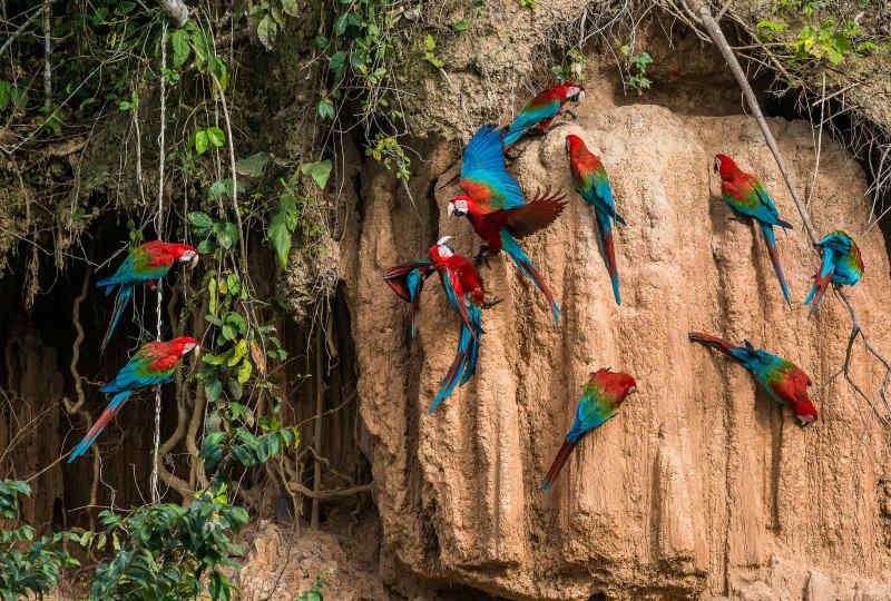 Macaws