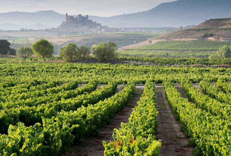 Vineyard • La Rioja, Spain