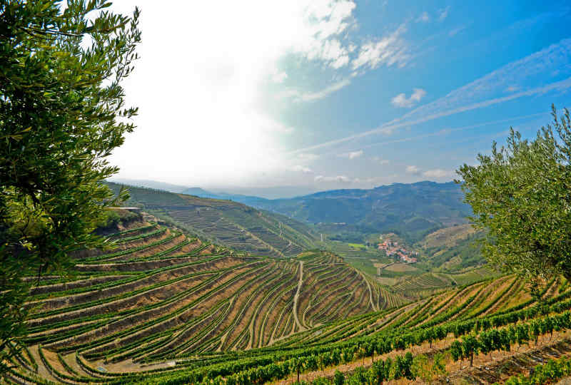 Vineyards • Douro Valley