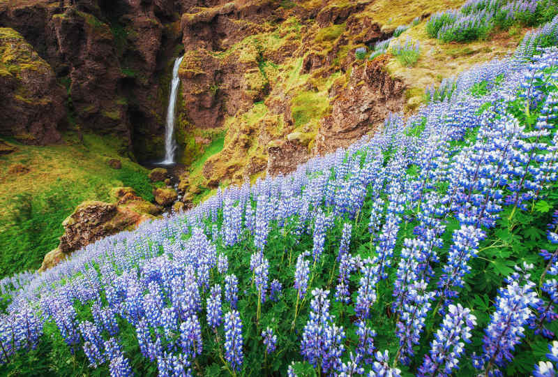 Wild lupine East Iceland