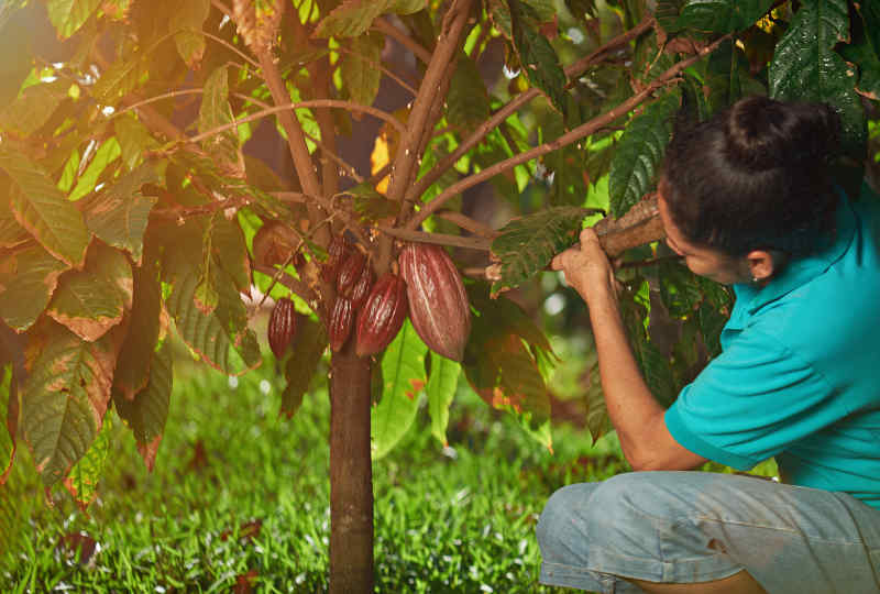 Cacao farmer in Ecuador