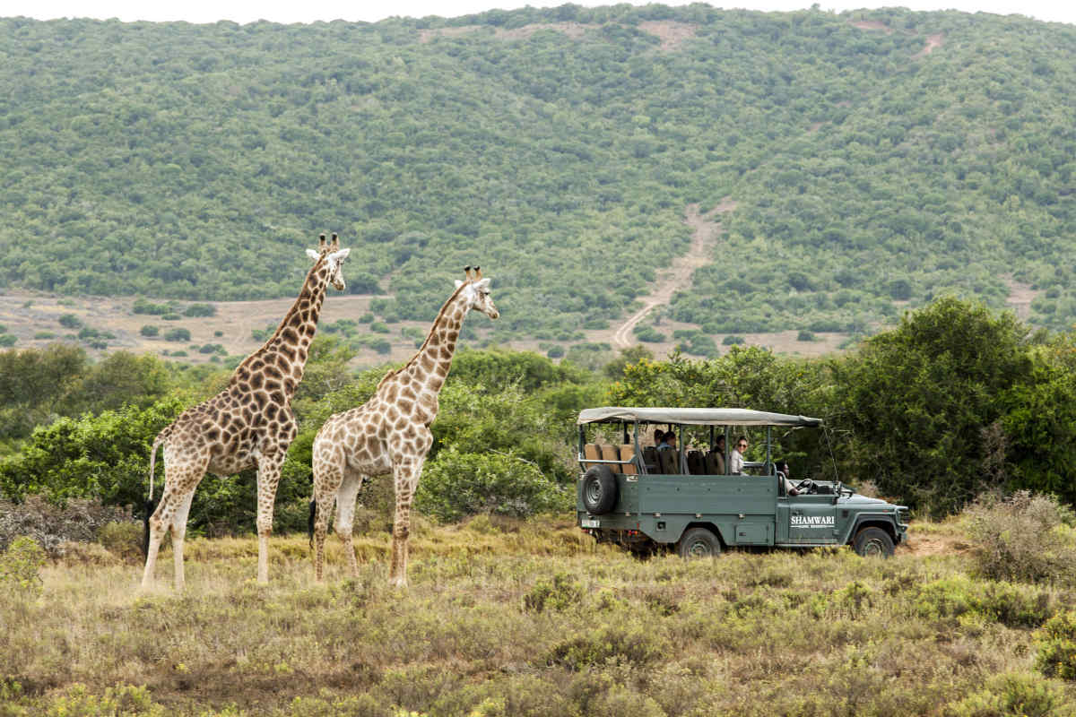 Cape Town & Safari Experience Upgrade