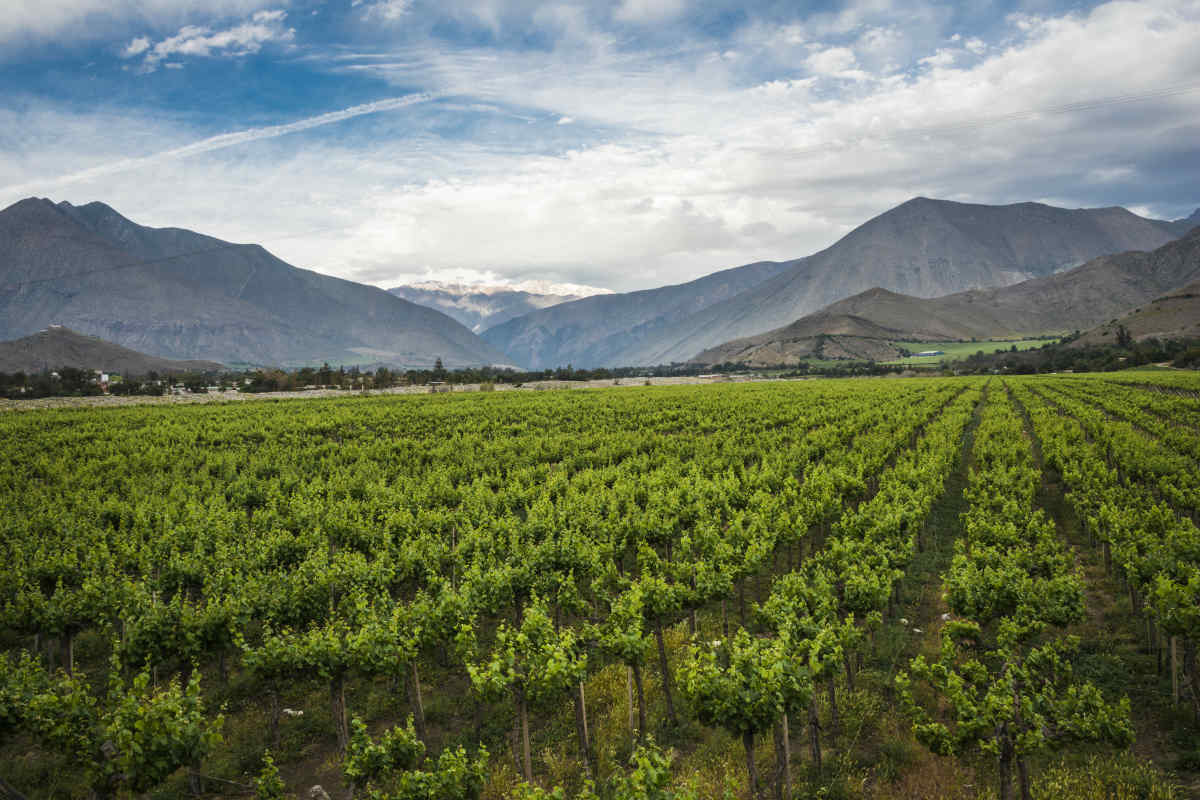 Central Otago Wine Region