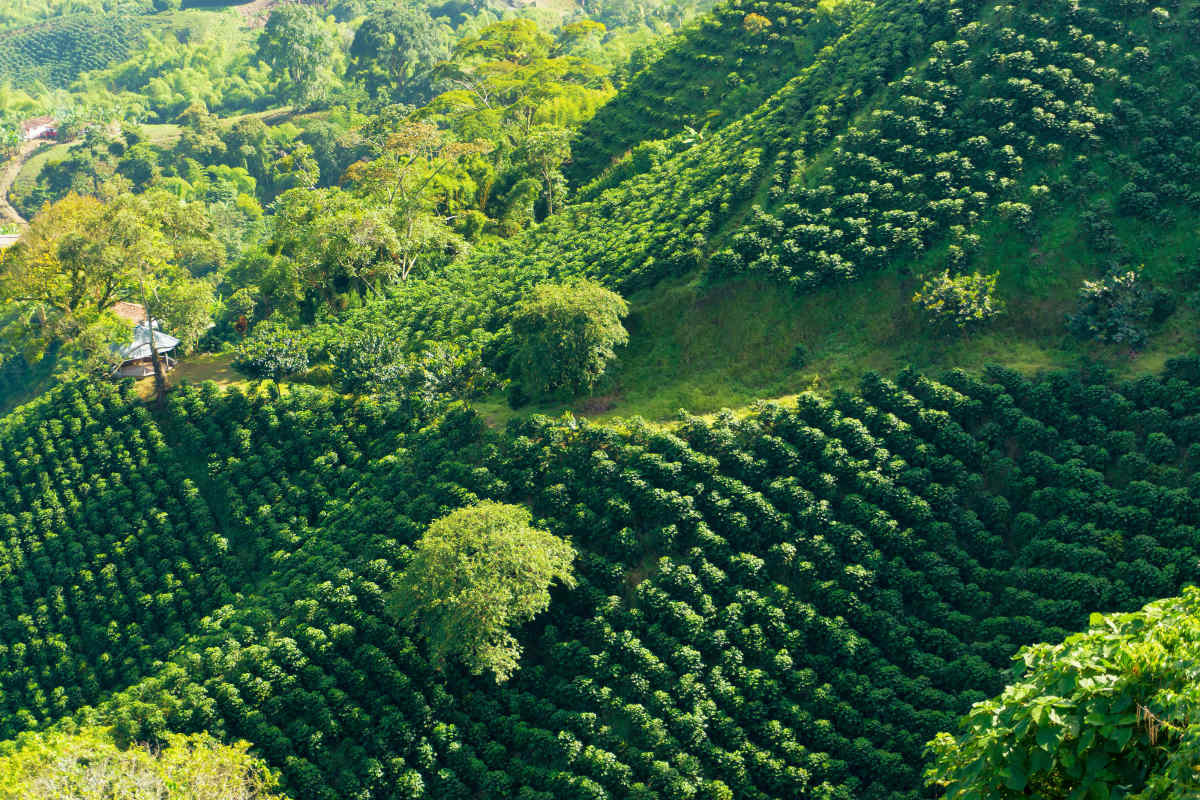 Colombian Coffee Regions