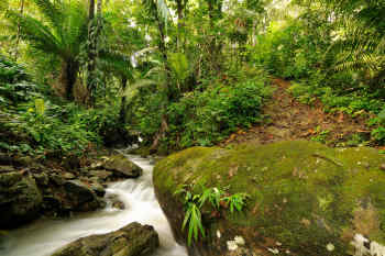 Panama rainforest