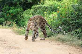 Leopard in Yala National Park