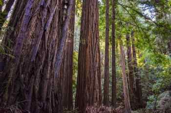 Muir Woods, San Francisco