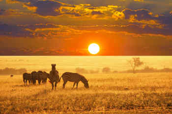 Zebras on safari