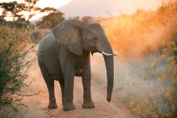 Elephant on safari