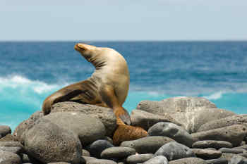 Sea lion