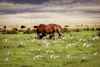 Ngorongoro Crater Tanzania