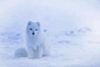 Arctic fox • Norway