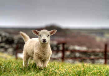 Lamb in Ireland