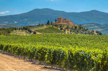 Chianti Vineyard, Tuscany