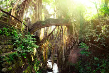 Sacred Monkey Forest