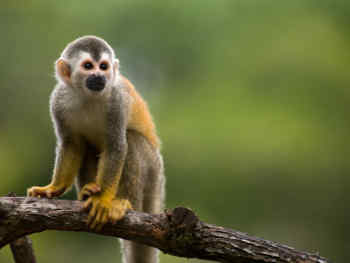 Squirrel monkey