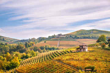 Langhe Vineyards