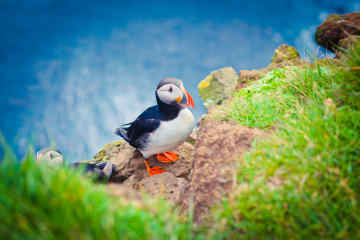Puffin