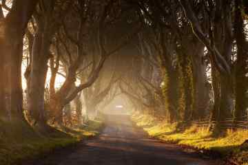 Kingsroad • Dark Hedges, Antrim