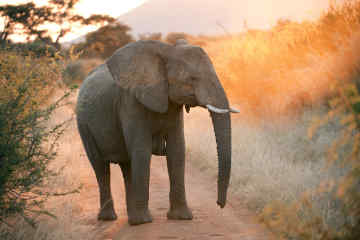 Elephant